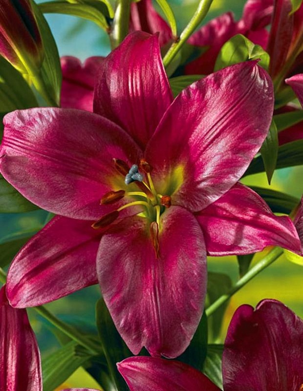 Лилия Пурпл Принц 